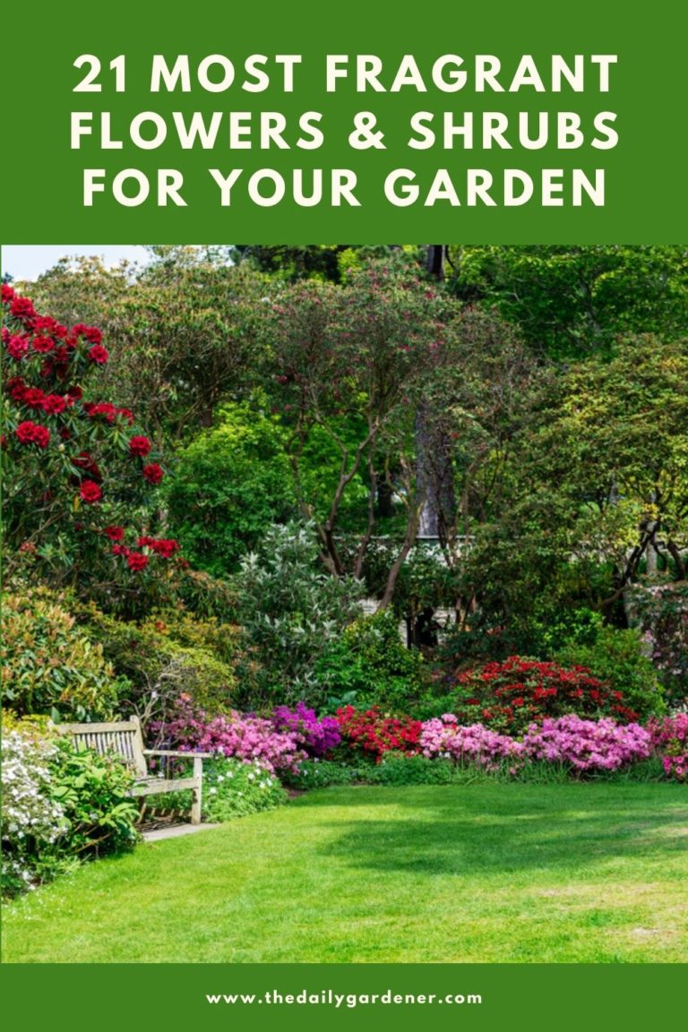 21 Most Fragrant Flowers & Shrubs for Your Garden