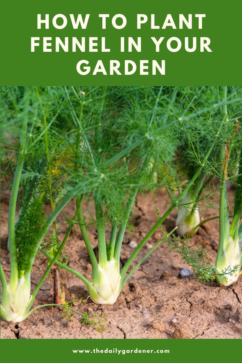 How to Plant Fennel in Your Garden (Tricks to Care!) 2