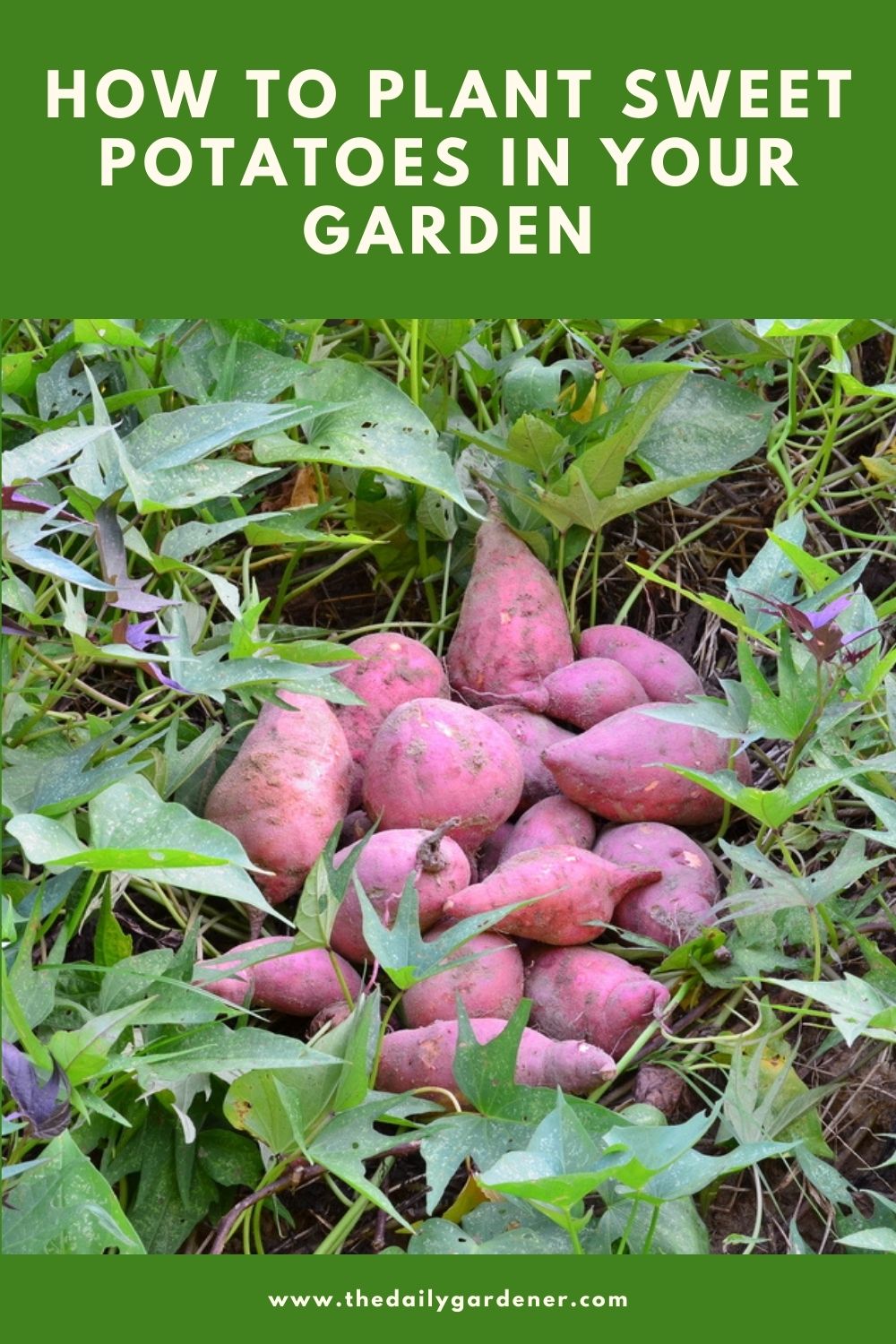 How to Plant Sweet Potatoes in Your Garden (Tricks to Care!)2
