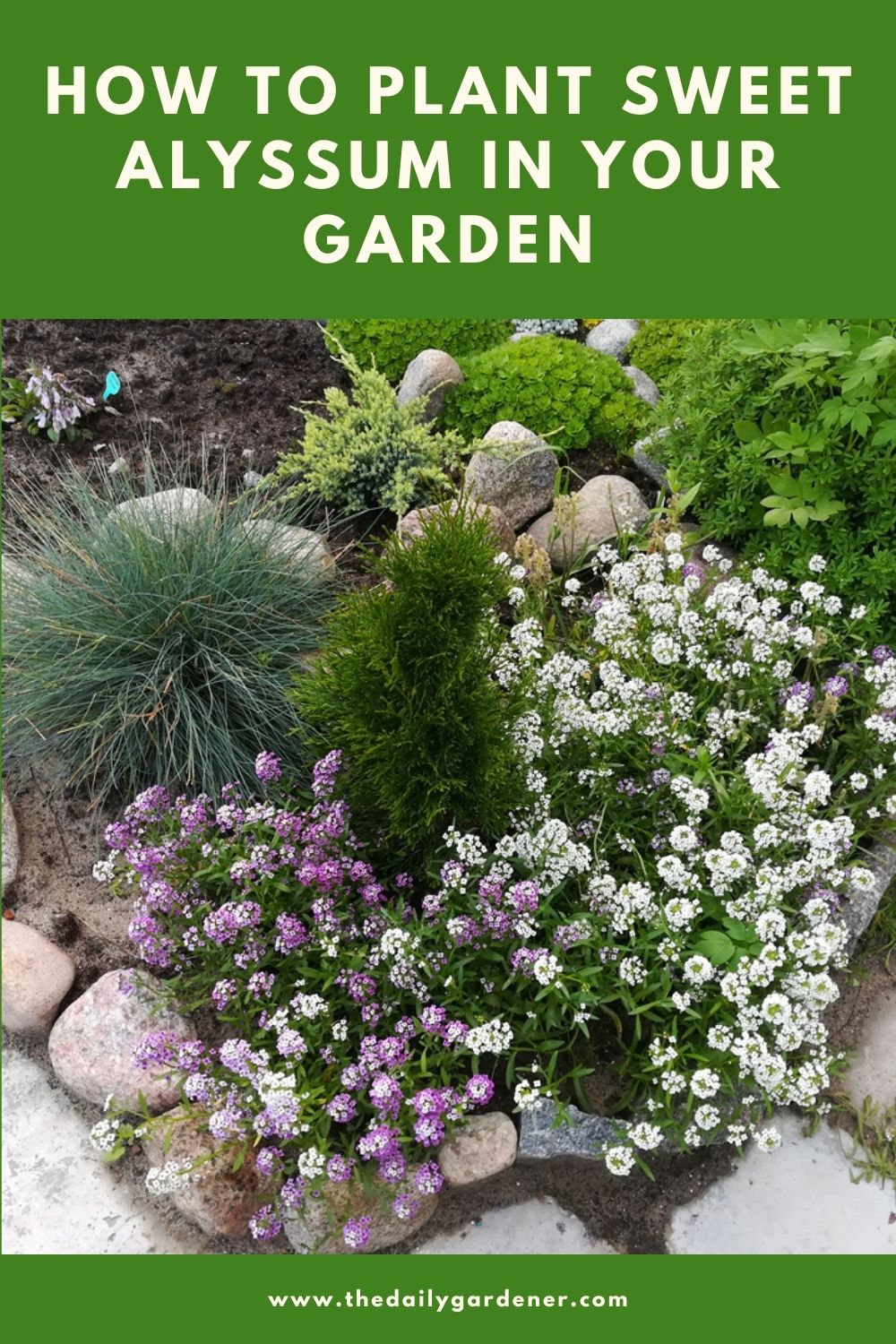 How to Plant Sweet Alyssum in Your Garden (Tricks to Care!) 1