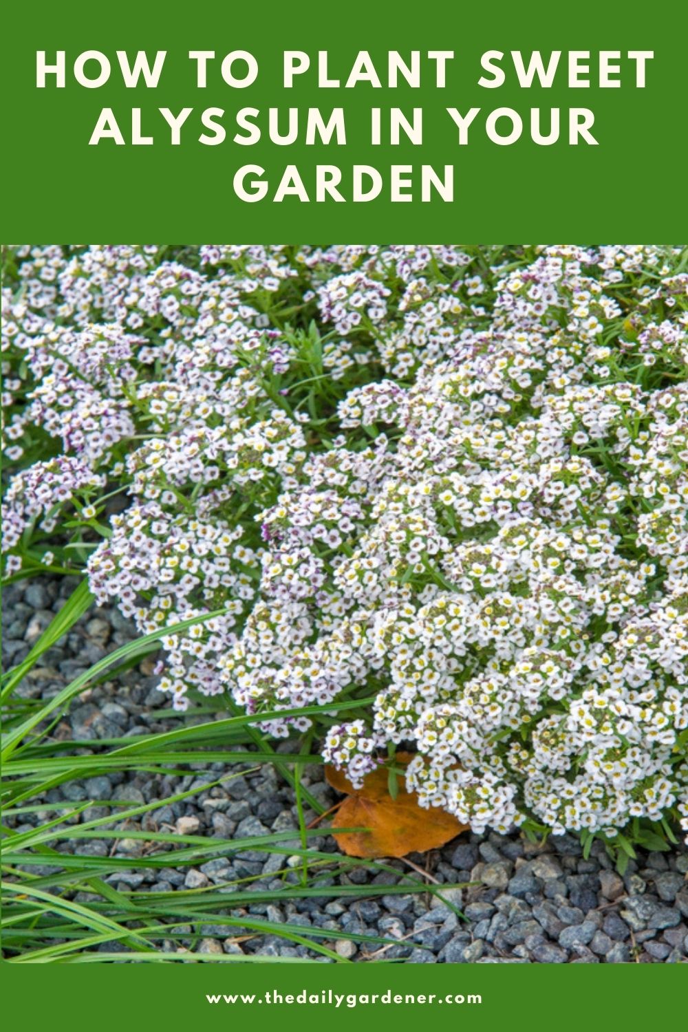 How to Plant Sweet Alyssum in Your Garden (Tricks to Care!) 2