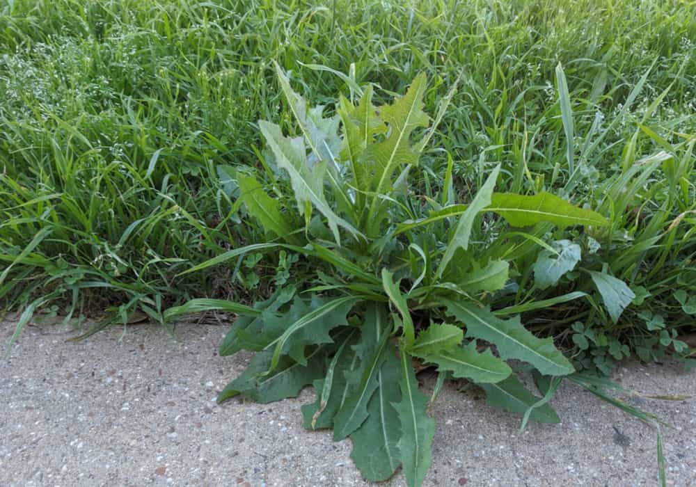 13 Common Weeds that Look Like Grass in Your Lawn