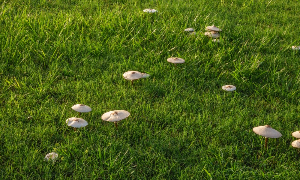 21 Tips to Get Rid of Mushrooms in Lawn