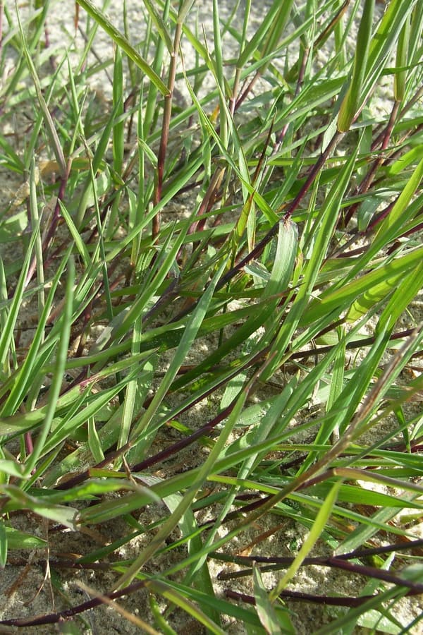 Creeping bentgrass (Agrostis stolonifera)