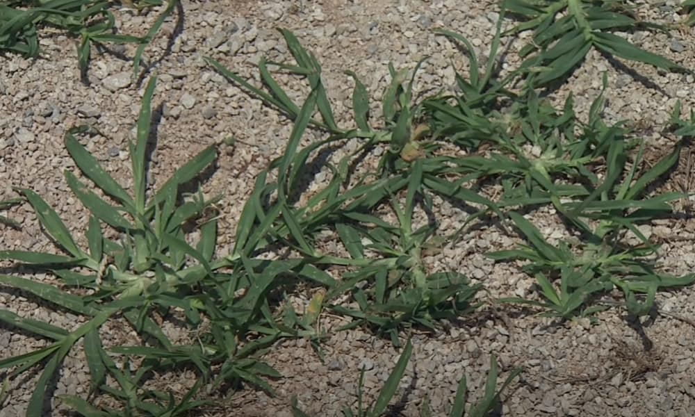 Goosegrass (Eleusine indica)
