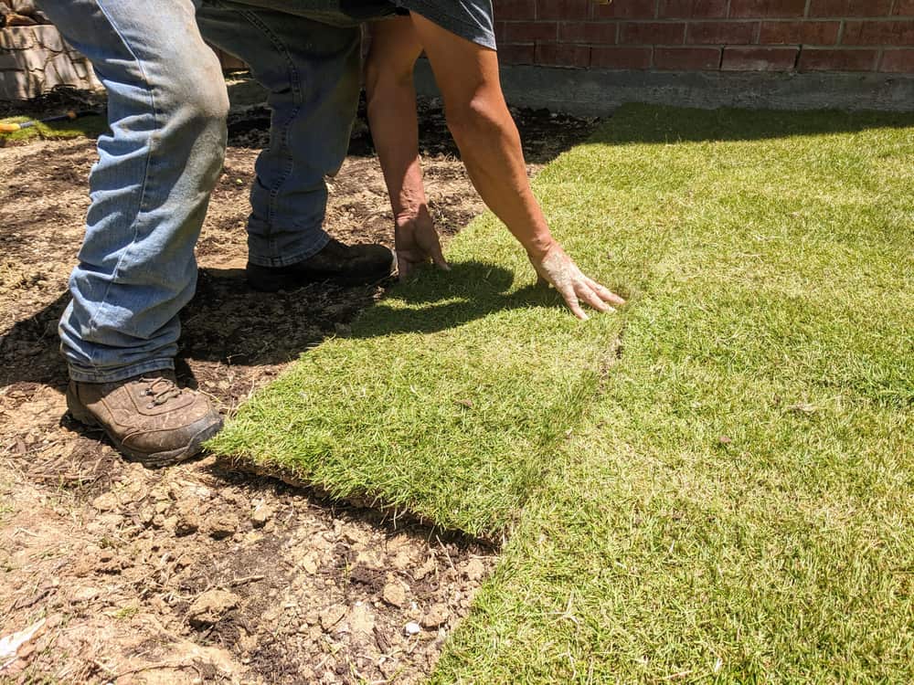 What to look for when buy sod