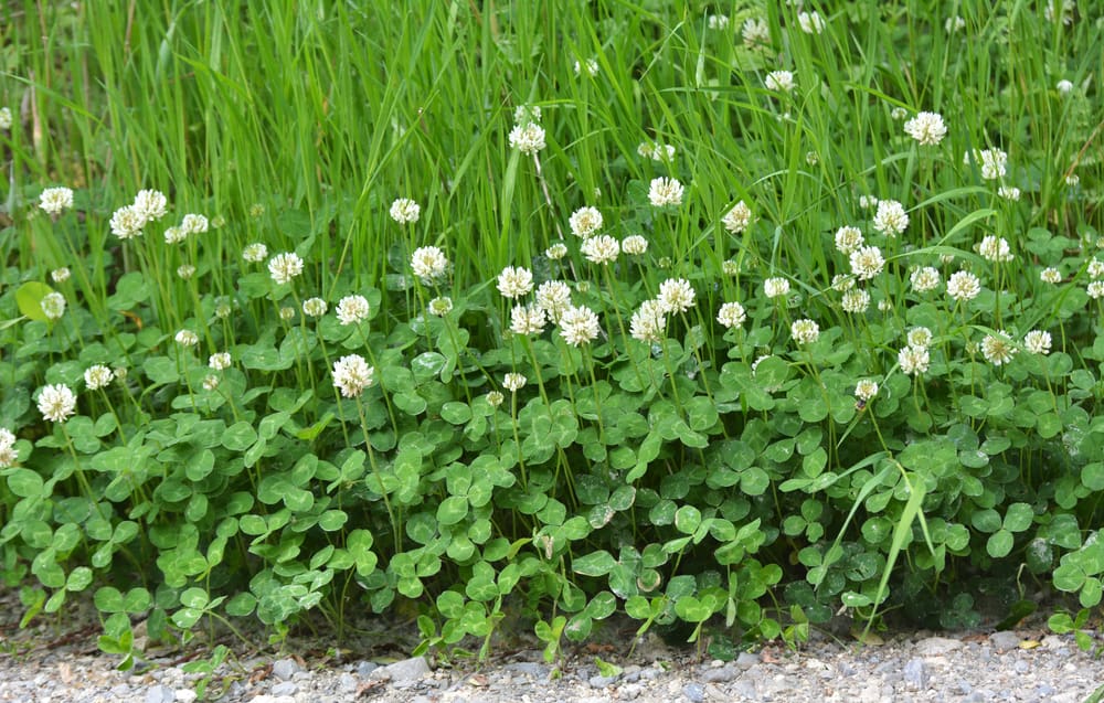 Clover (Trifolium repens)