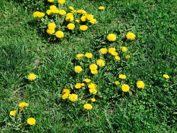 Lawn Weed Identification: 12 Common Lawn Weeds & Tips to Control