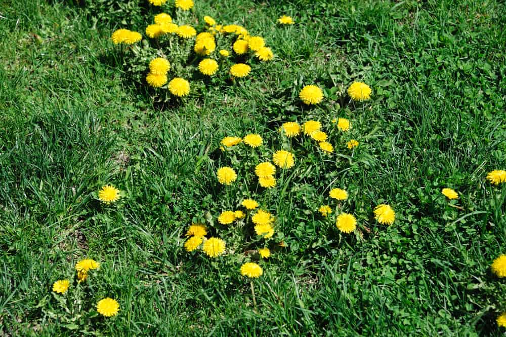 Lawn Weed Identification 12 Common Lawn Weeds & Tips To Control