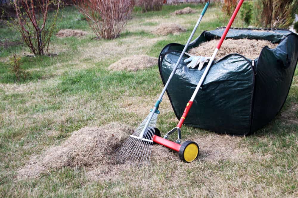 When & How to Dethatch a Lawn