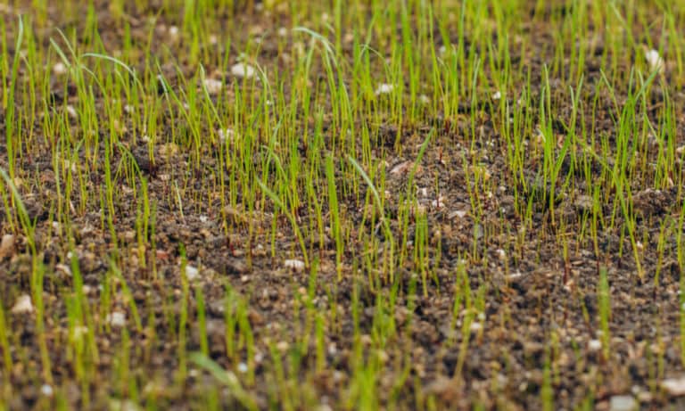 What's the Best Grass Seed Germination Temperature