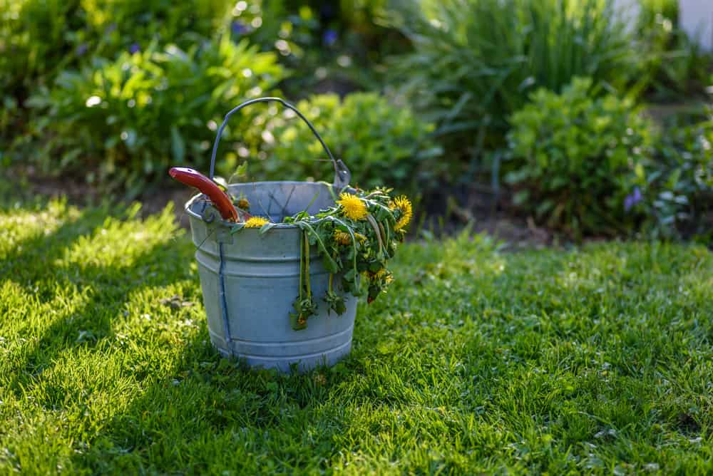 How to Get Rid of Weeds In the Lawn