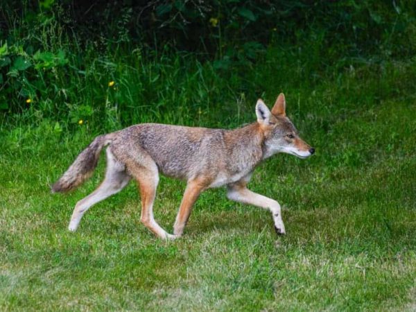 19 Tips to Live Trapping Coyotes