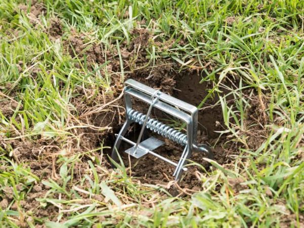 9 Different Types of Animal Traps