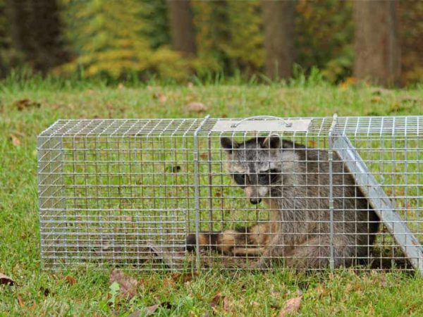 9 Best Live Animal Traps of 2022 – Humane Large Animal Trap Cage