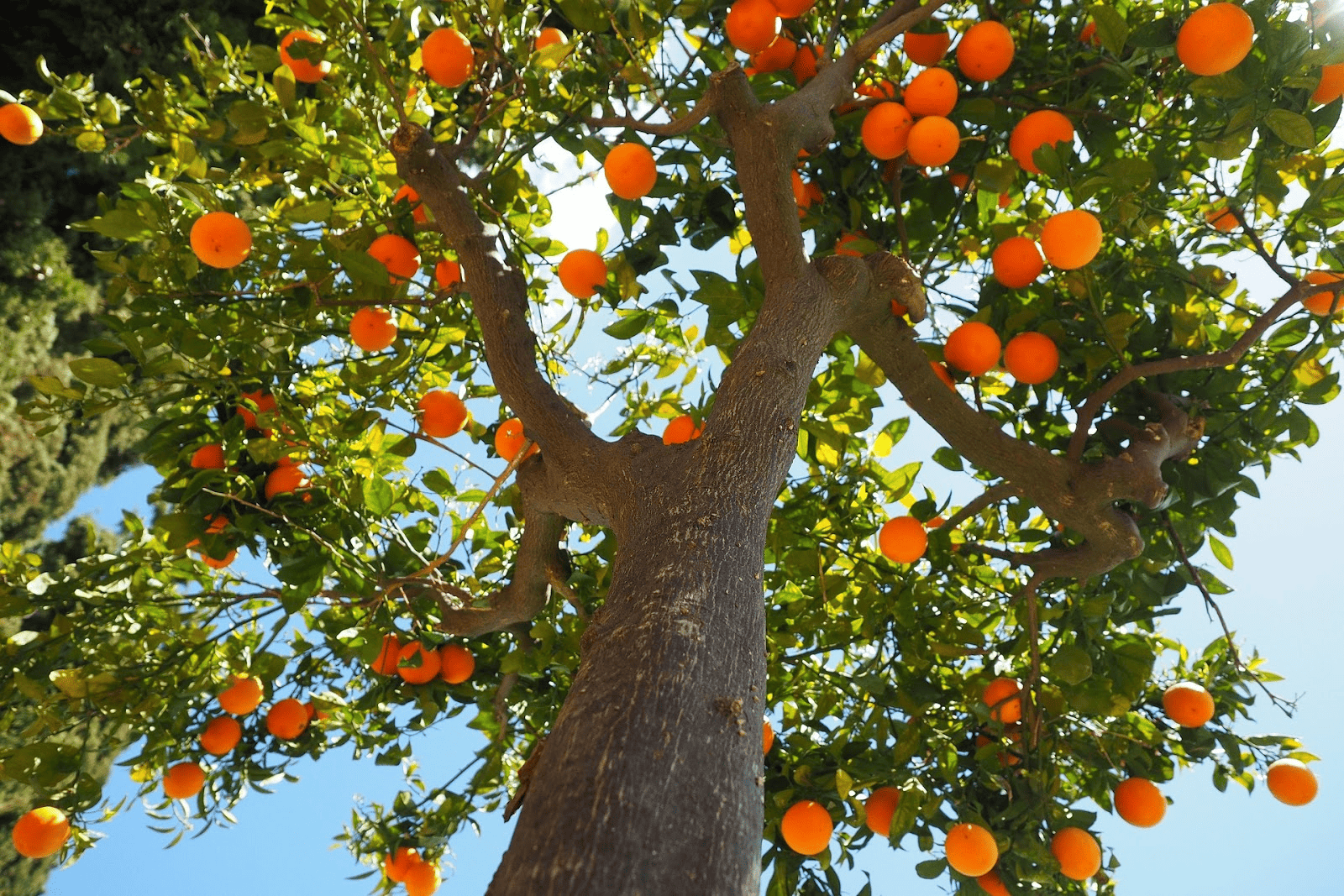 Fruit Trees Vs Non-Fruit Trees