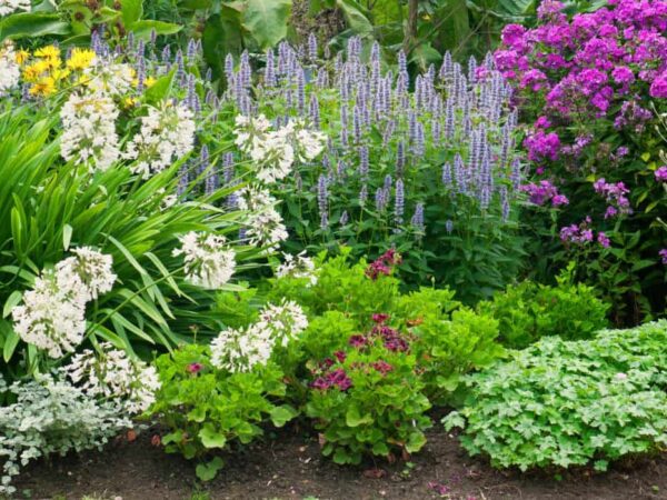 When to Divide Perennials? (All You Need to Know)