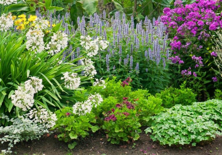 When to Divide Perennials? (All You Need to Know)