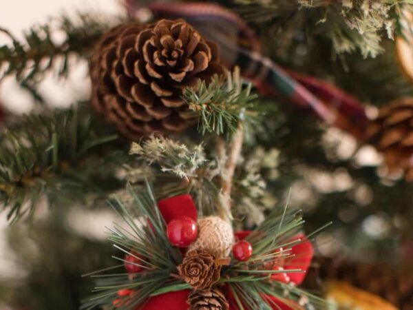 How To Take Care of a Fraser Fir Christmas Tree?