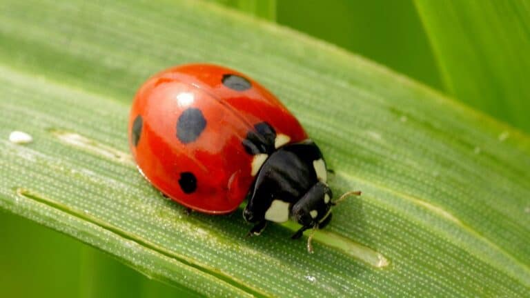 What Is the Best Free Bug Identifier App?