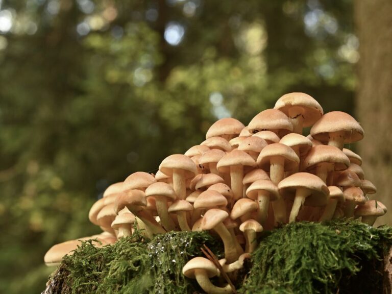 Mushroom Identification Apps for Garden: The 9 Tools I Trust